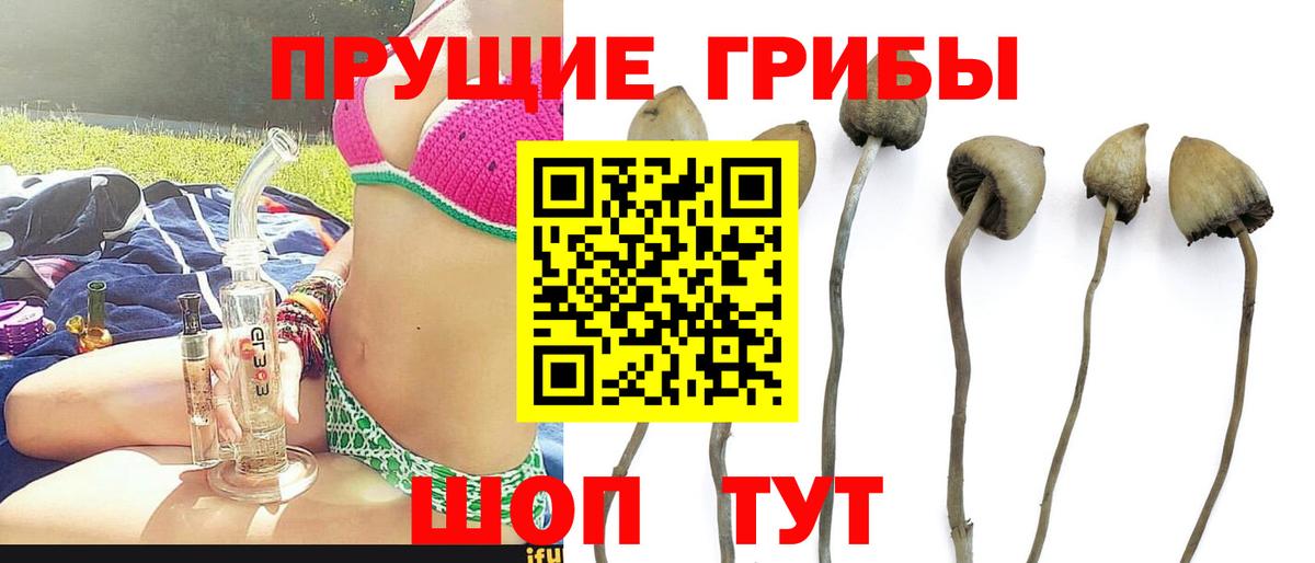 Псилоцибиновые грибы Psilocybine cubensis  Златоуст 